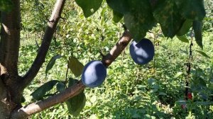 слива Топ гигант