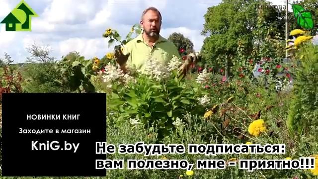 ДАЖЕ ДОХЛЫЕ ИЗ ИНТЕРНЕТ-МАГАЗИНА ПРИЖИВУТСЯ! Посадите лилии и другие луковицы, корни на подушку. смотреть онлайн