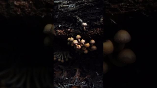 МЕДИТАЦИЯ «ЗАЗЕМЛЕНИЕ» смотреть онлайн