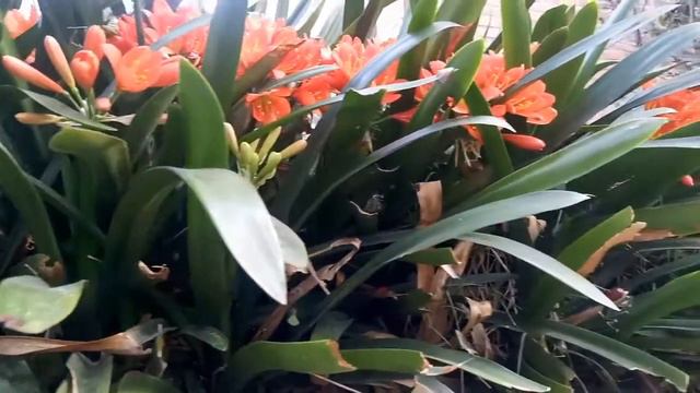 Clivia miniata. Flores. смотреть онлайн
