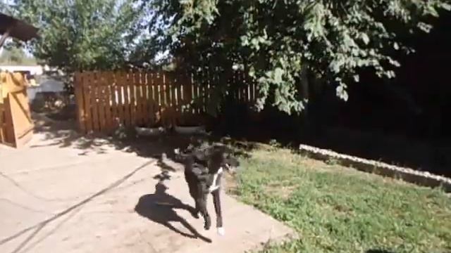 собака жжёт смотреть онлайн