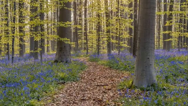 Прогулка по весеннему лесу/A walk through the spring forest смотреть онлайн