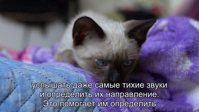 Как кошки ориентируются в пространстве? Удивительное чутье смотреть онлайн