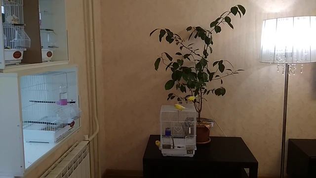 Наше утро с нашими канарейкам 16.03.21. смотреть онлайн