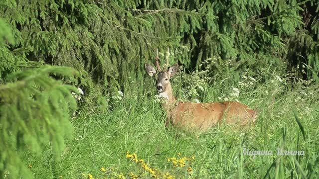 Олень в Павловском парке. Косуля. смотреть онлайн