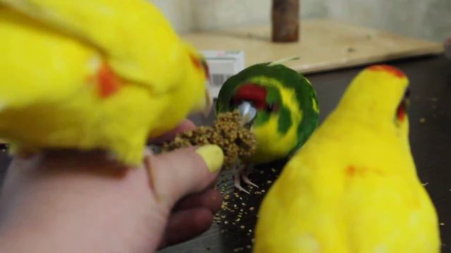 Мои какарики смотреть онлайн