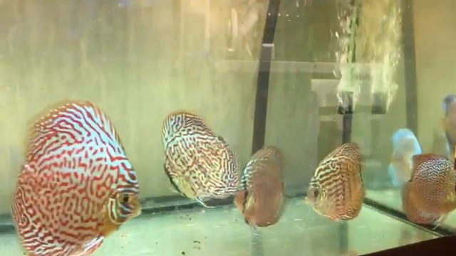 Дискусы от Discus39 у клиента из Воронежа , спустя месяц 👍🥂 смотреть онлайн