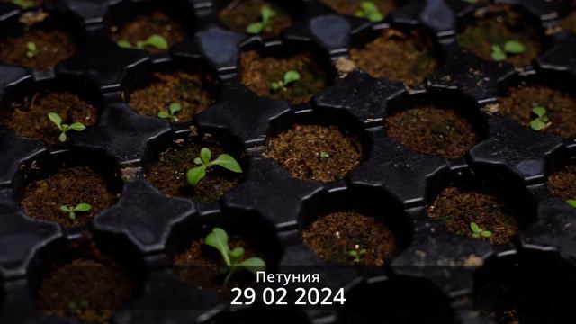 Петуния всходит на 3-й день, самый простой и быстрый способ посадки смотреть онлайн