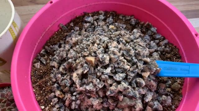 Suculenta Sempervivum Calcareum - Dicas de Cultivo - Substrato Carolina Soil смотреть онлайн