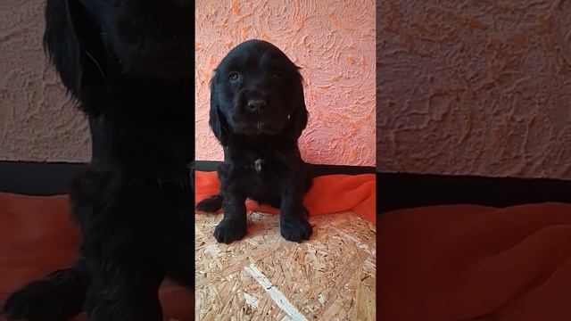 Английський кокер спаниель девочка 1 мес и 3 недели смотреть онлайн