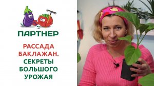 РАССАДА БАКЛАЖАНОВ. СЕКРЕТЫ БОЛЬШОГО УРОЖАЯ