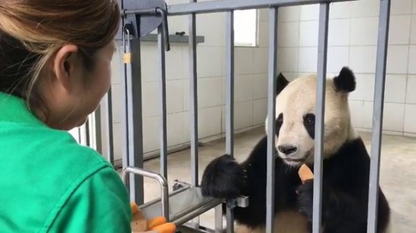 china panda volunteer