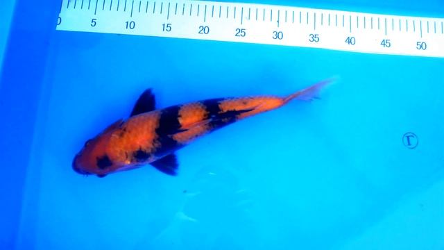 Японские карпы кои, Хиутсури (Hiutsuri) смотреть онлайн