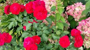 25 СОРТОВ РОЗ, которые держат цветок на солнце более 2х недель.