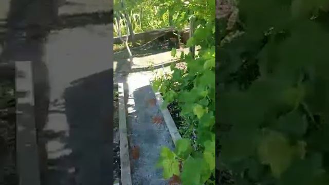 Дача друзей, Хабаровский край смотреть онлайн