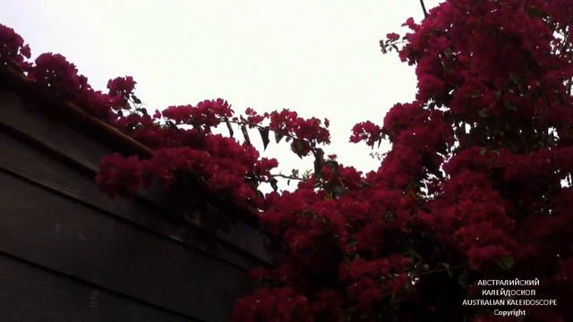 Awesome Australian Spring