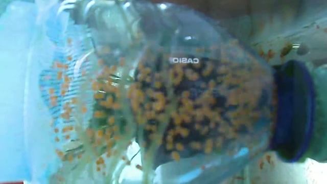 Икра Никарагуанской Цихлазомы (Caviar Nicaraguan Cichlasoma) смотреть онлайн