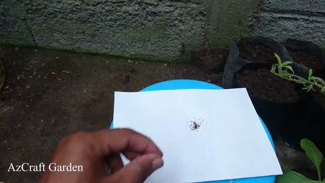 The right way to harvest and seed Petunia hybrida seeds is fast growing смотреть онлайн