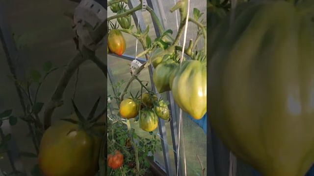 Итоги 2023 . Длииинное видео. Обзор теплички и выводы смотреть онлайн