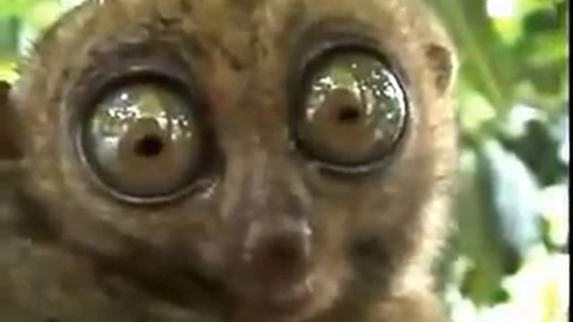 Узбагойся лемур (оригинал) смотреть онлайн