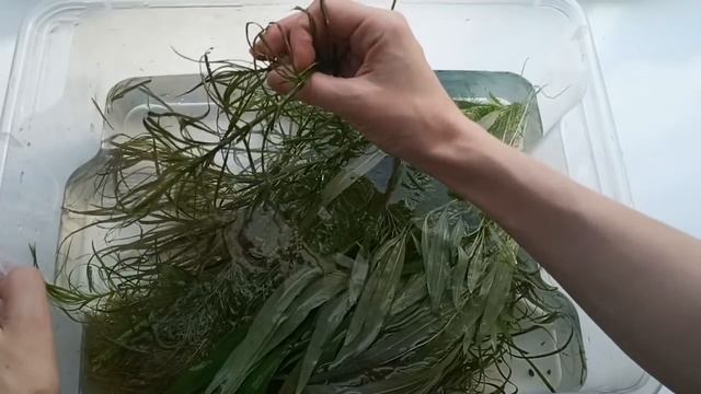 Обмен на птичьем рынке - прополка и ампулярии на корм смотреть онлайн