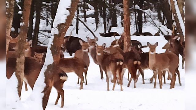 Лосиный остров. Биостанция смотреть онлайн
