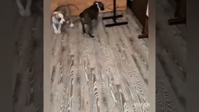 Щенки Ам.стаффа смотреть онлайн