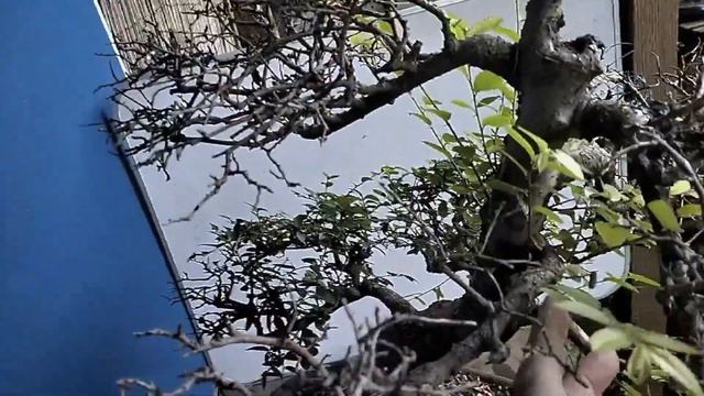 Updates on my dying bonsai - is there a future? смотреть онлайн