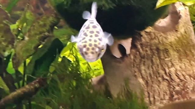 Зеленый тетрадон (лат. Tetraodon Nigroviridis) в аквариуме