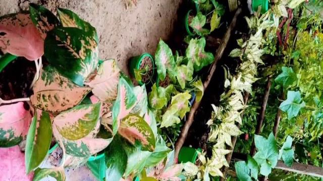 PICFURE COMPILATION OF VARIETIES PLANTS OF || AGLAONEMA смотреть онлайн