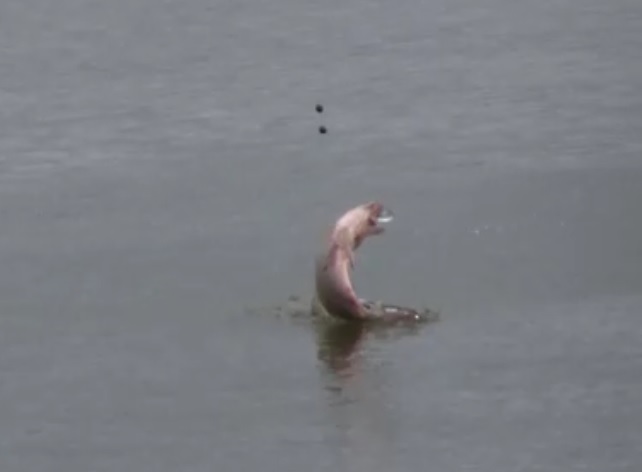 рыбалка на озере. ловля крупного карася смотреть онлайн