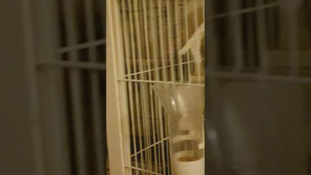 Когда птички готовятся спать. смотреть онлайн