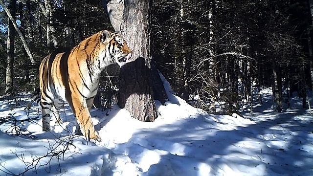 Амурский тигр смотреть онлайн