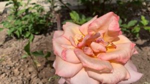 Роза Дорис Тистерман ( Rose Doris Tijsterman ) Великобритания 1975 г.