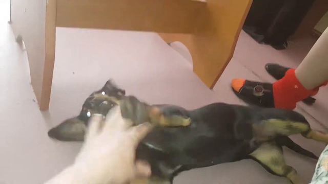 Щенок такса по кличке том играет смотреть онлайн
