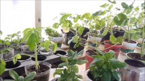 Переносим рассаду в теплицу.