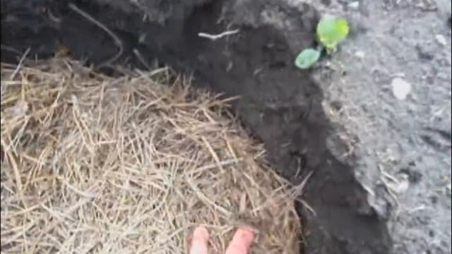 Посадка голубики. Подготовка ямы. 10 октября 2017 смотреть онлайн