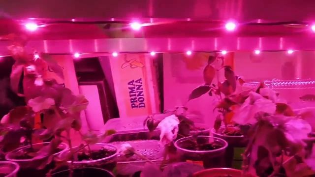 ОСВЕЩЕНИЕ ДЛЯ КОМНАТНЫХ ЦВЕТОВ ! МОЯ ЦВЕТОЧНАЯ КВАРТИРА ! смотреть онлайн