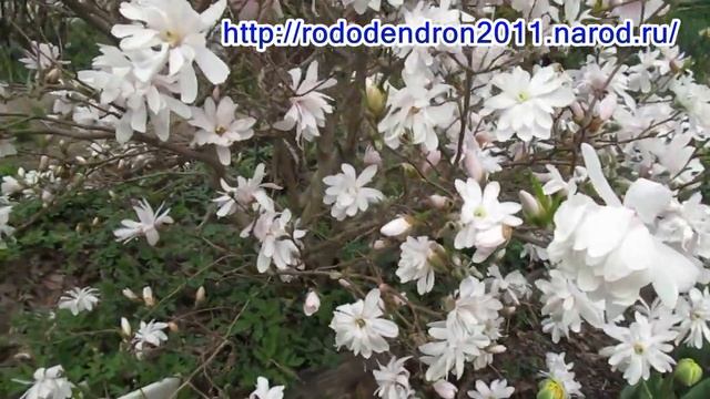 30 04 19г Магнолия в пике цветения смотреть онлайн