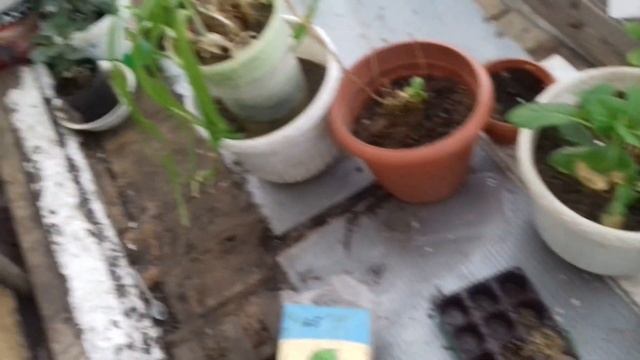 высаживаю рододендроны в грунт смотреть онлайн