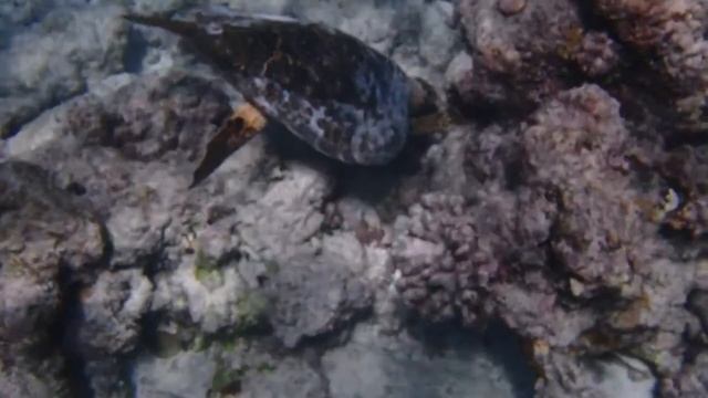 Hawksbill sea turtle eating coral - underwater video filmed with olympus tg-870 camera смотреть онлайн