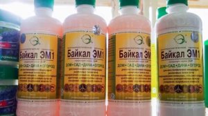 Черная ножка у рассады – как бороться препараты и народные средства.??