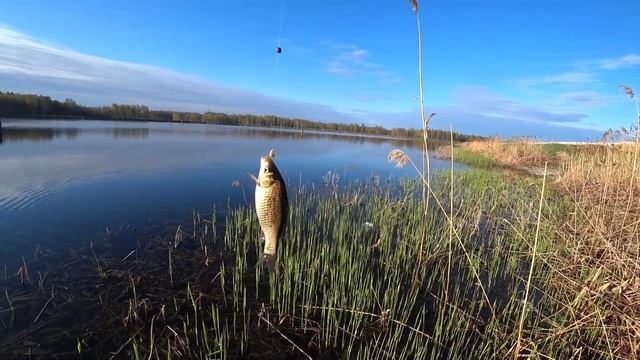 Жор карася\Открытие сезона на удочку\Зарыбляю пруд смотреть онлайн