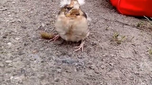 Птица нападает смотреть онлайн