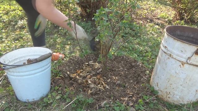 Весенний уход за черной смородиной. Борьба со стеклянницей. смотреть онлайн