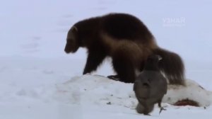 РОСОМАХА – дерзкий зверь, который не боится боли! Росомаха против волка и медведя!