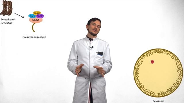 Продлит ли аутофагия твою жизнь? О чем недоговаривает японский ученый Есинори Осуми? смотреть онлайн