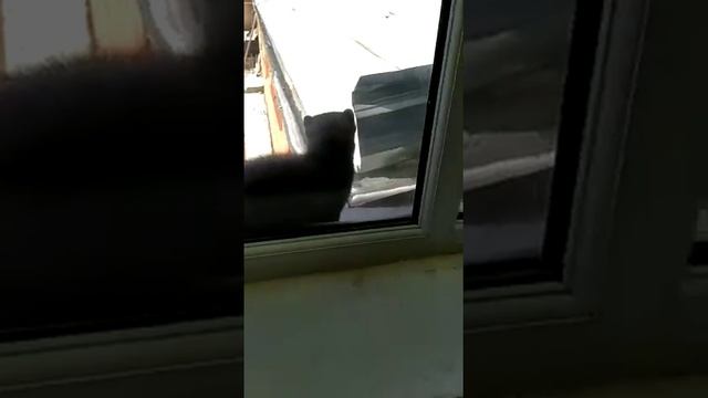 На крыше школы в селе Джети-Огуз живут норки смотреть онлайн