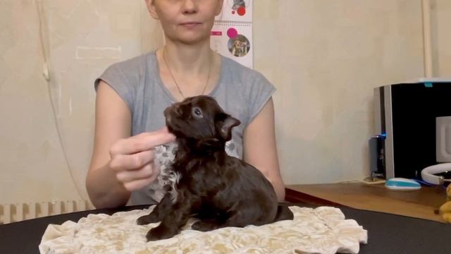 Каприз Души Джульетта ( маленькая шоколадная йорка) смотреть онлайн