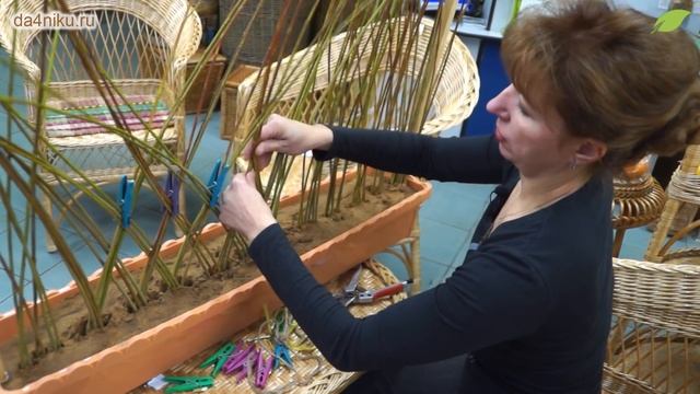 Как сделать живую изгородь из ивы? смотреть онлайн